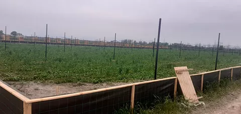 Унікальна ферма равликів у Харківській області